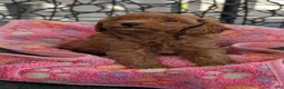 Toy Poodle dogs for sale: Vince - Ad 5