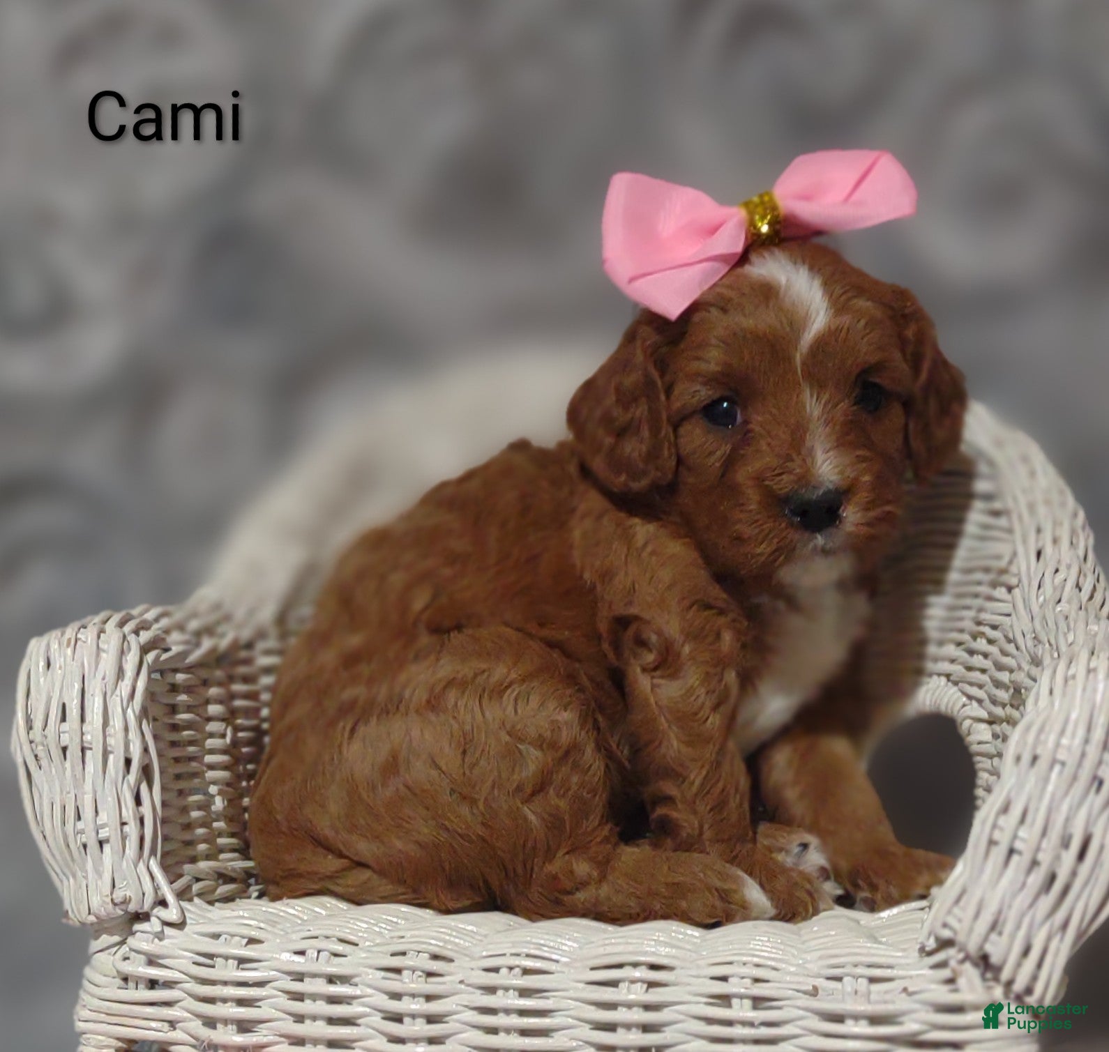Cavapoo dogs Cami - Ad 2
