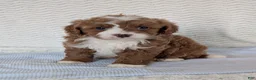 Cavapoo dogs for sale: Joey - Ad 23