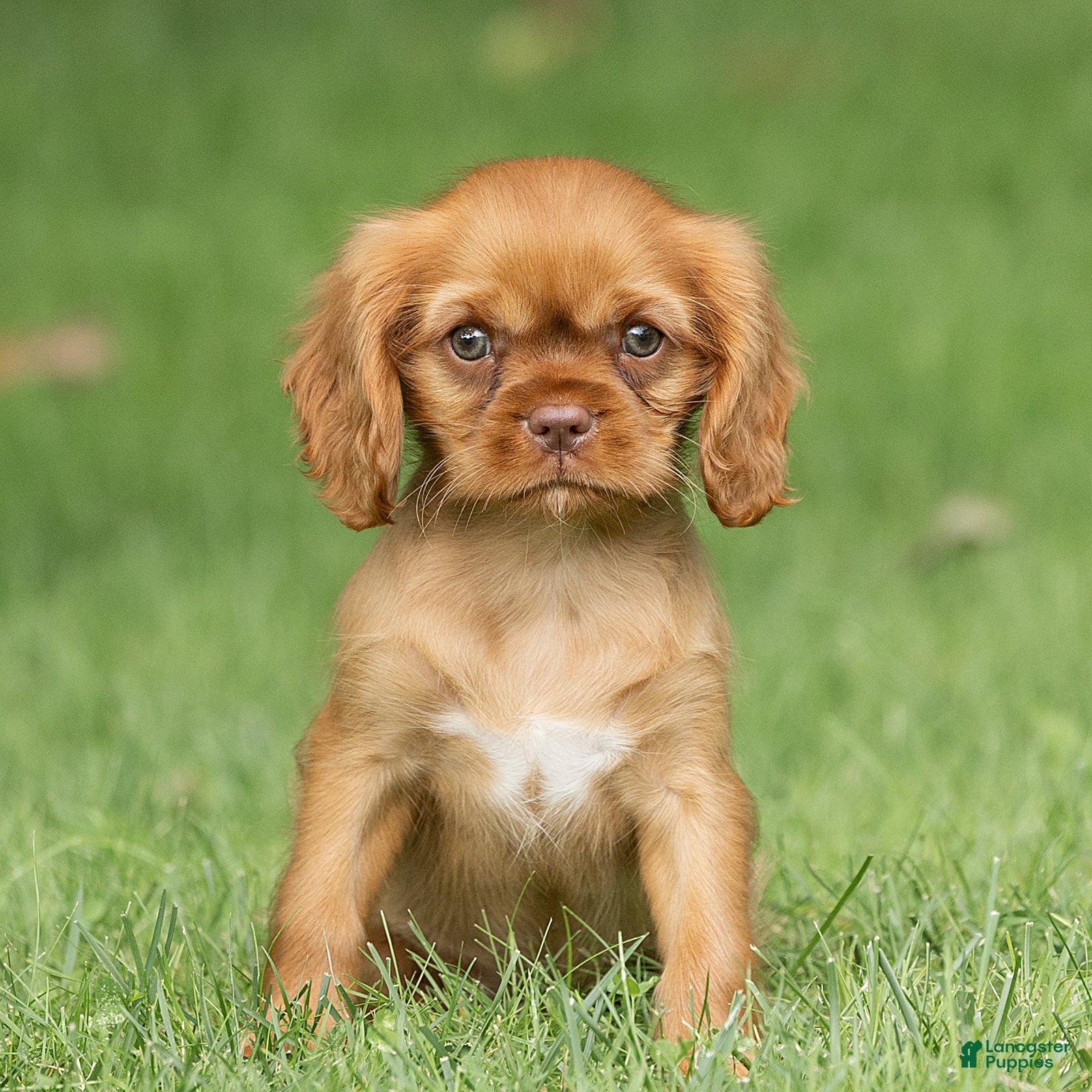 Cavalier King Charles Spaniel dogs Pepper Cavalier King Charles Spaniel  - Ad 1