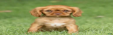 Pepper Cavalier King Charles Spaniel 