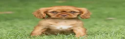 Cavalier King Charles Spaniel dogs for sale: Pepper Cavalier King Charles Spaniel  - Ad 1
