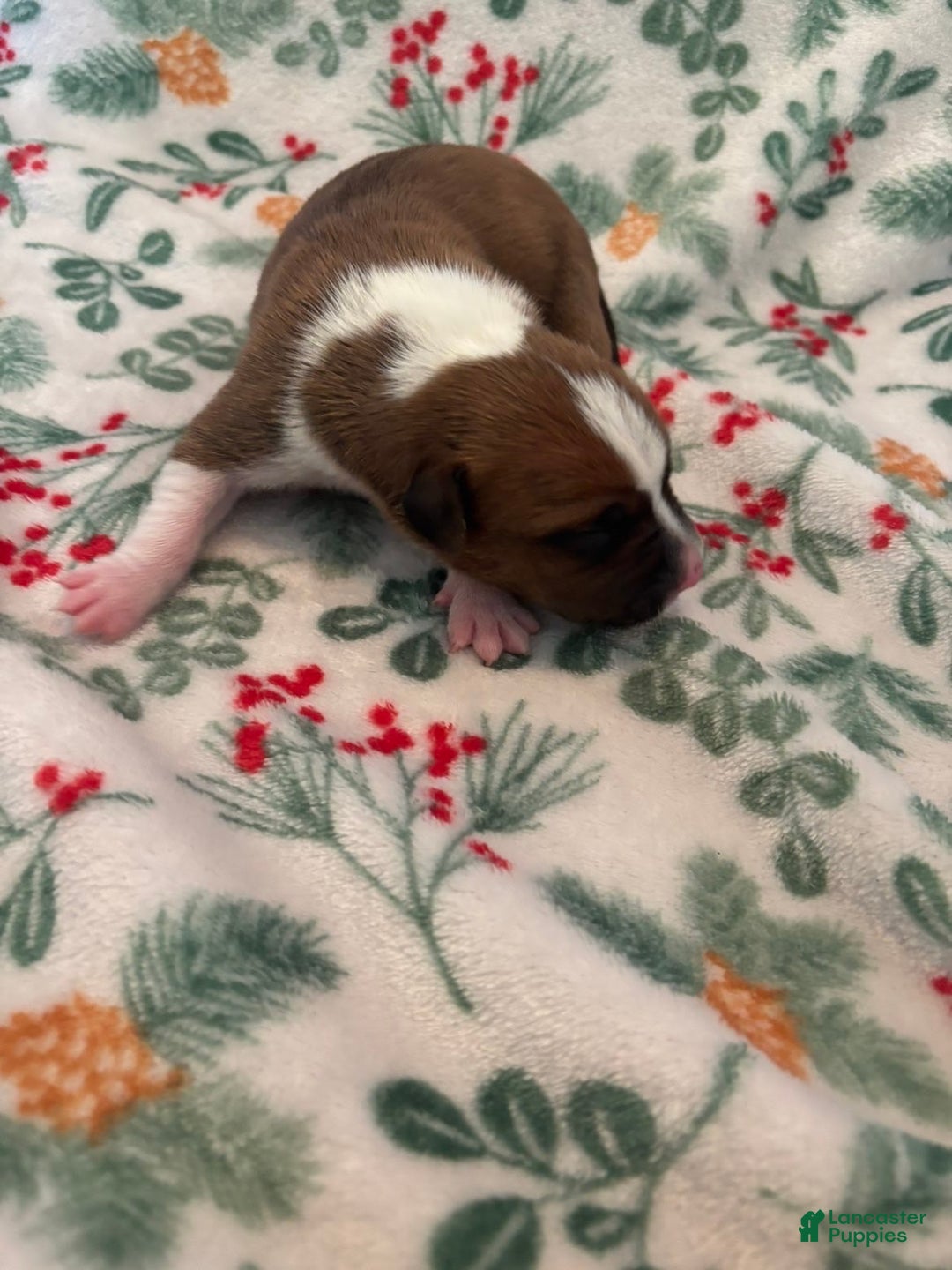 Mixed Breed dogs for sale: Celeste - Ad 3