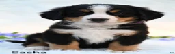 Bernese Mountain Dog dogs for sale: Sasha  - Ad 3