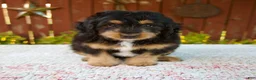 Mini Bernedoodle dogs for sale: Noelle - Ad 1