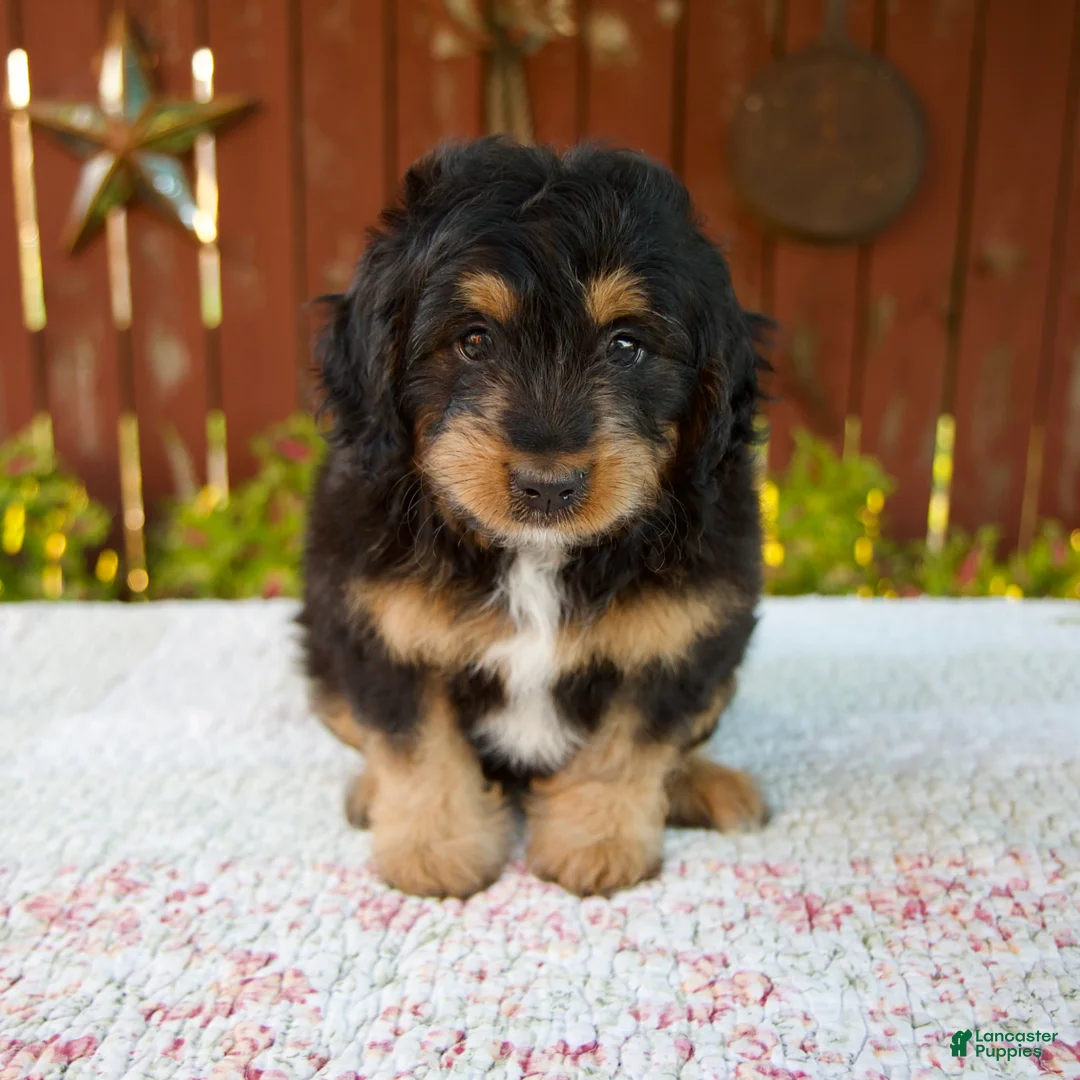 Mini Bernedoodle dogs for sale: Noelle - Ad 1