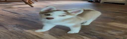Pomsky dogs for sale: Roxie - Ad 3