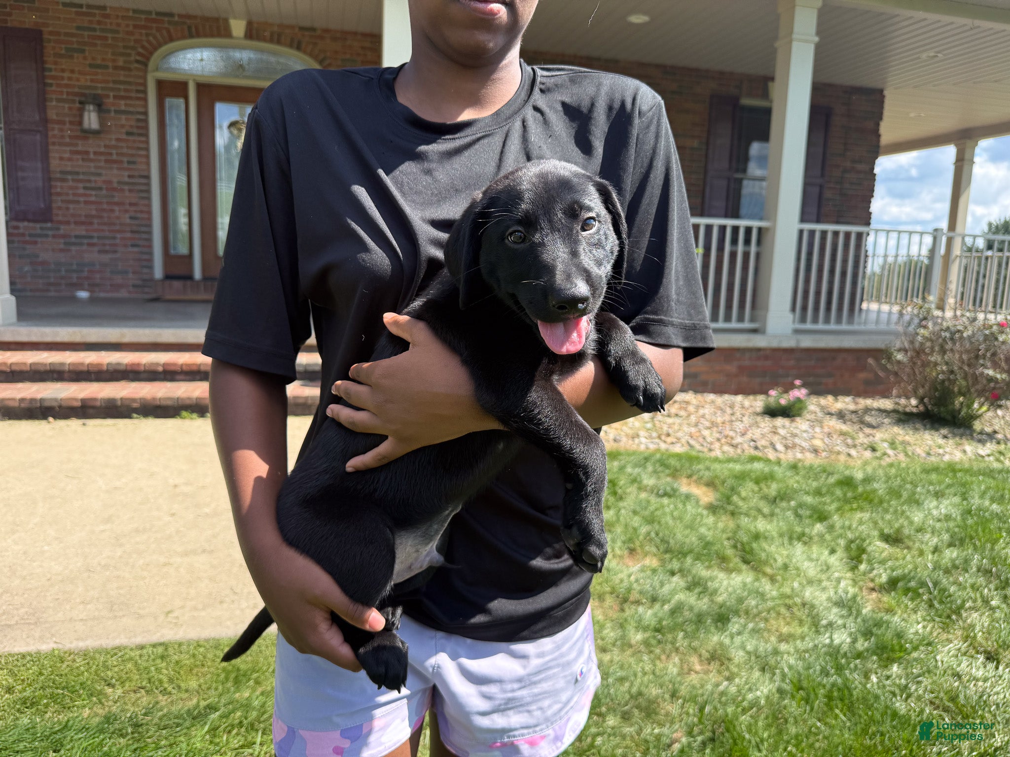 Labrador Retriever dogs Duke - Ad 1