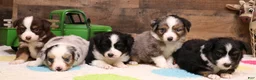 Toy Australian Shepherd dogs for sale: Coco red-tri - Ad 3