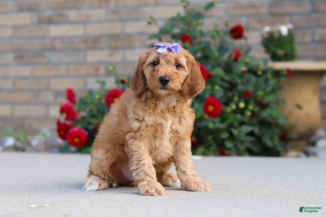 Miniature Labradoodle dogs for sale: Jasmine - Ad 1