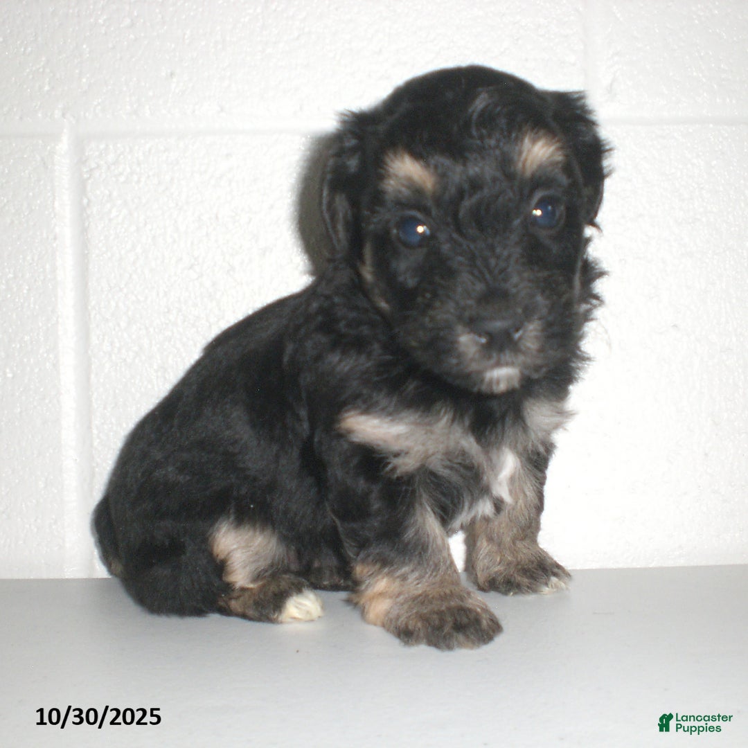 Yorkiepoo dogs for sale: Trent - Ad 22