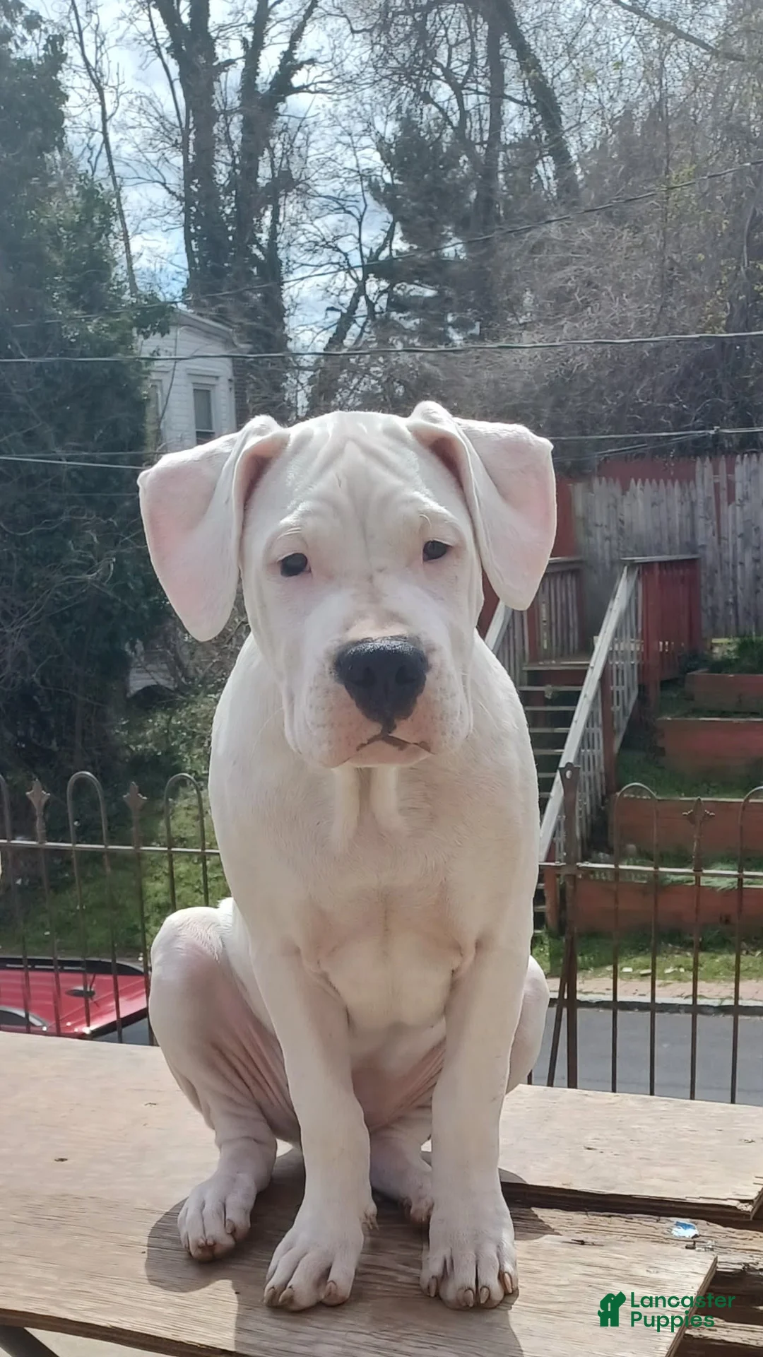 Gallery Image {{count}}