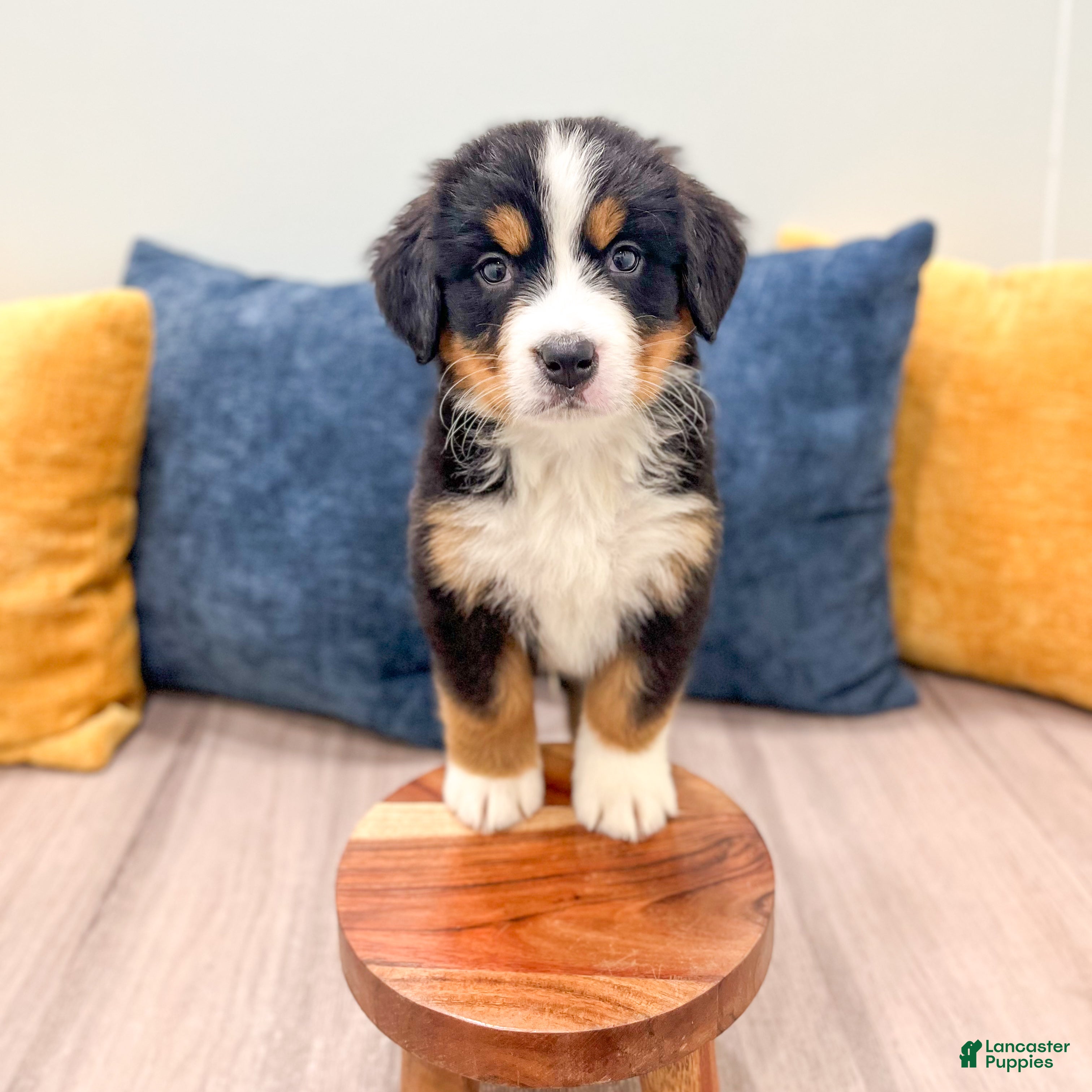 Bernese Mountain Dog dogs Skyler - Ad 2