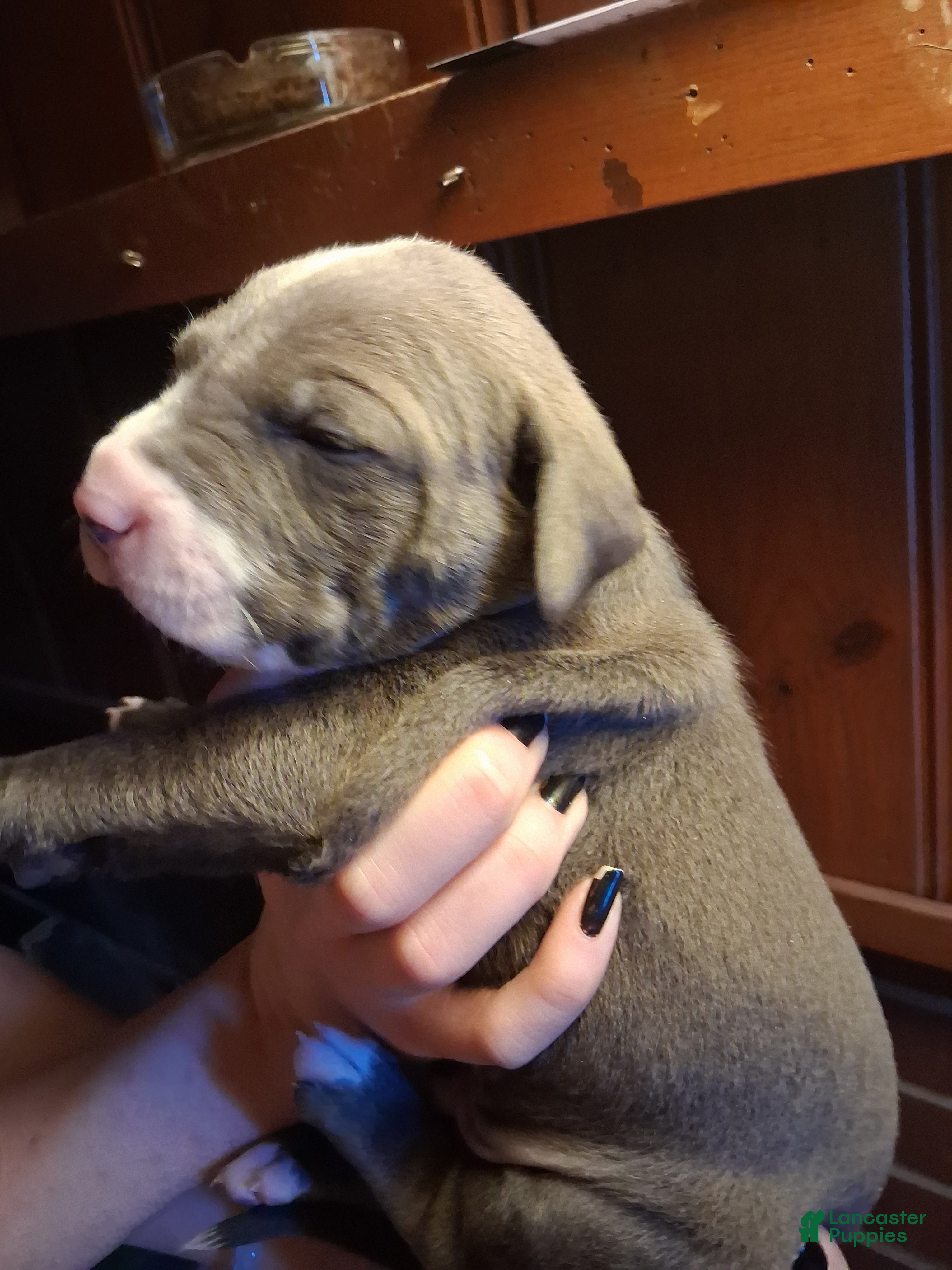 Mixed Breed dogs Mixed Breed Puppy 1 - Ad 23