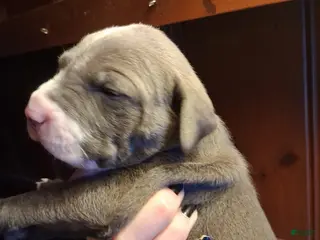 Mixed Breed dogs Mixed Breed Puppy 1 - Ad 23