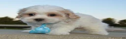 Maltipoo dogs for sale: Murphy - Ad 9