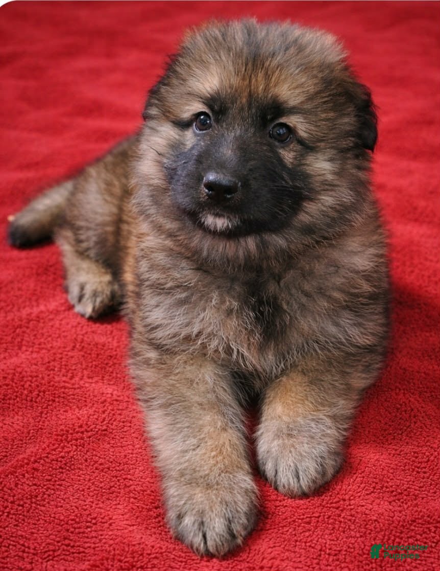 German Shepherd dogs German Shepherd Red collar - Ad 2