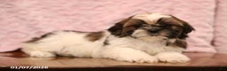 Shih Tzu dogs for sale: Elva - Ad 1
