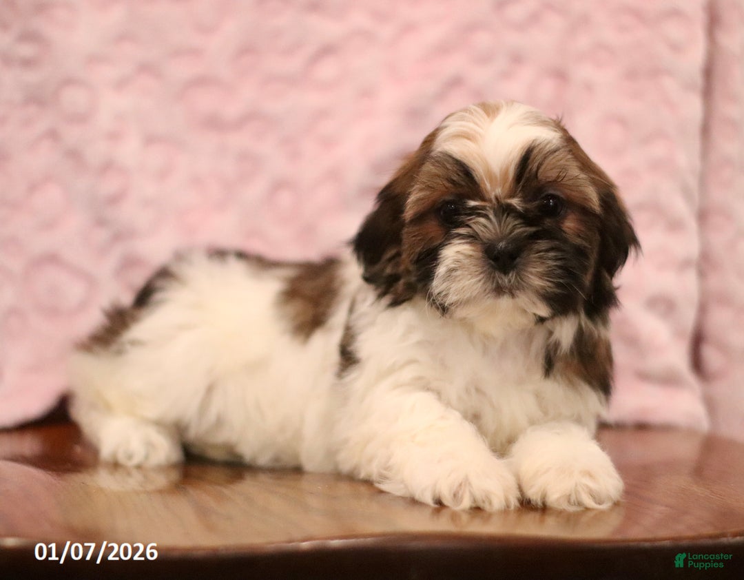 Shih Tzu dogs for sale: Elva - Ad 1