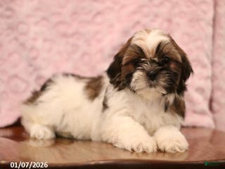 Shih Tzu dogs Elva - Ad 42