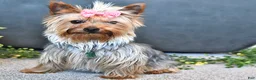 Yorkshire Terrier dogs for sale: Louie - Ad 4