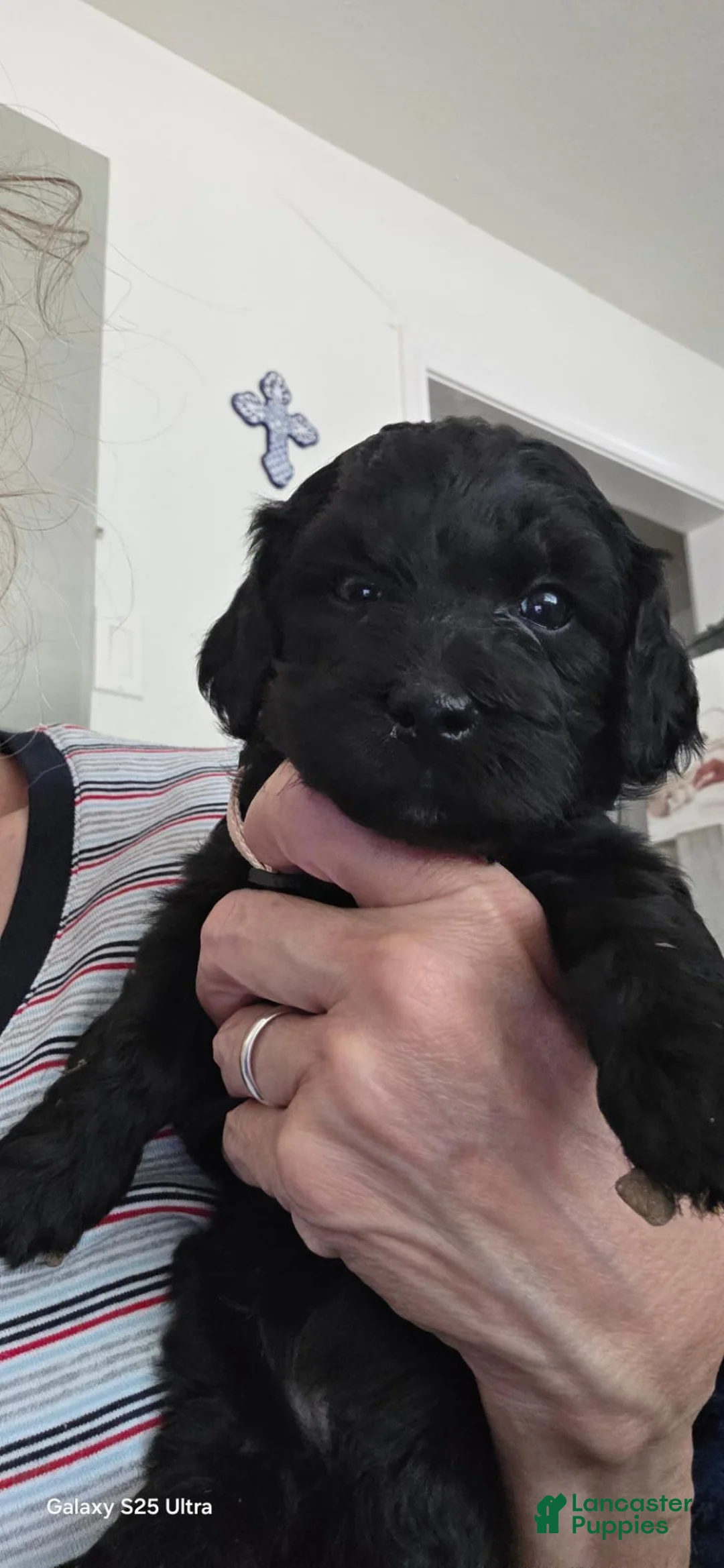 Mini Goldendoodle dogs for sale: Mini Goldendoodle 8 - Ad 1