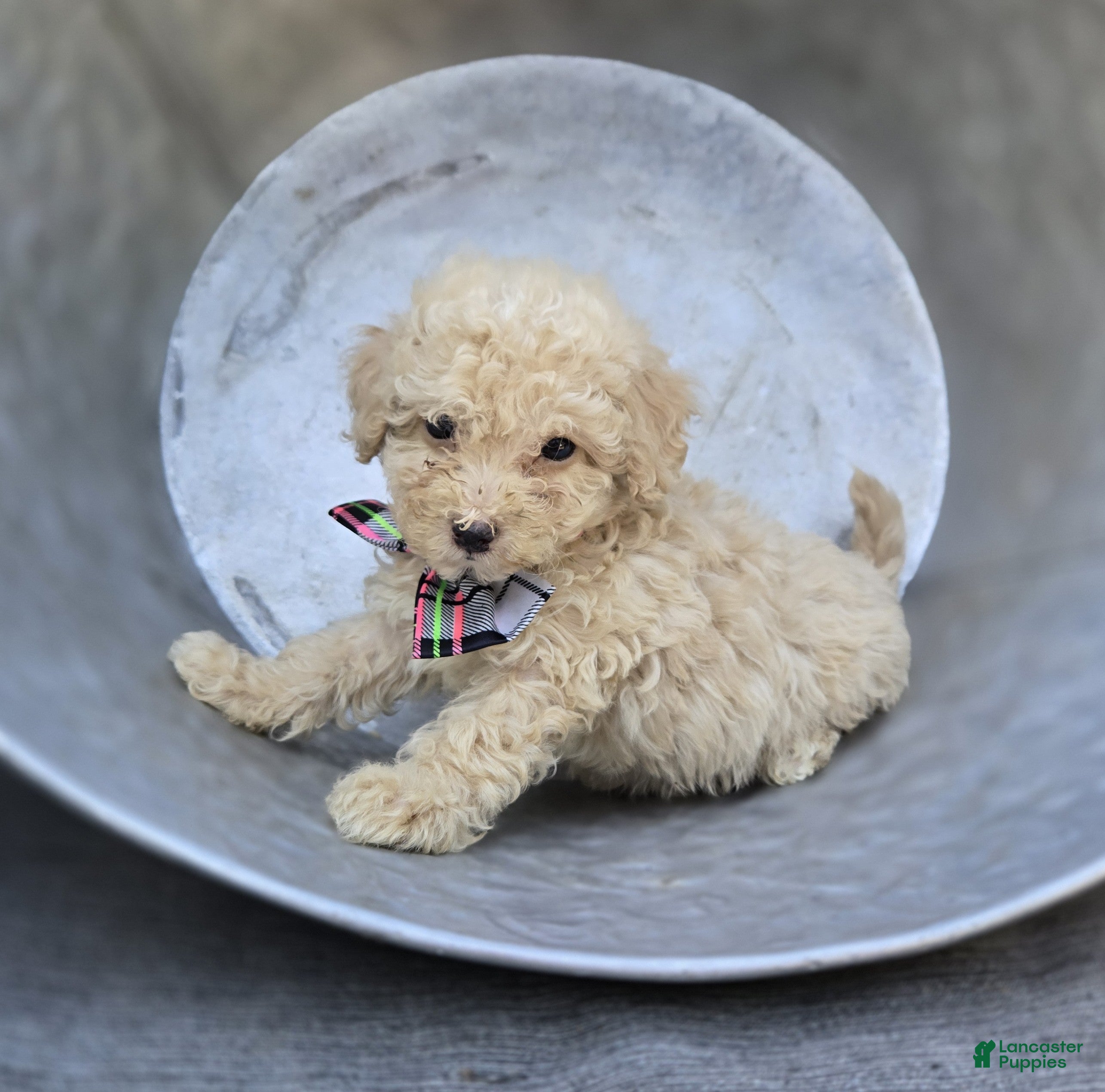 Miniature Poodle dogs Dolly - Ad 1