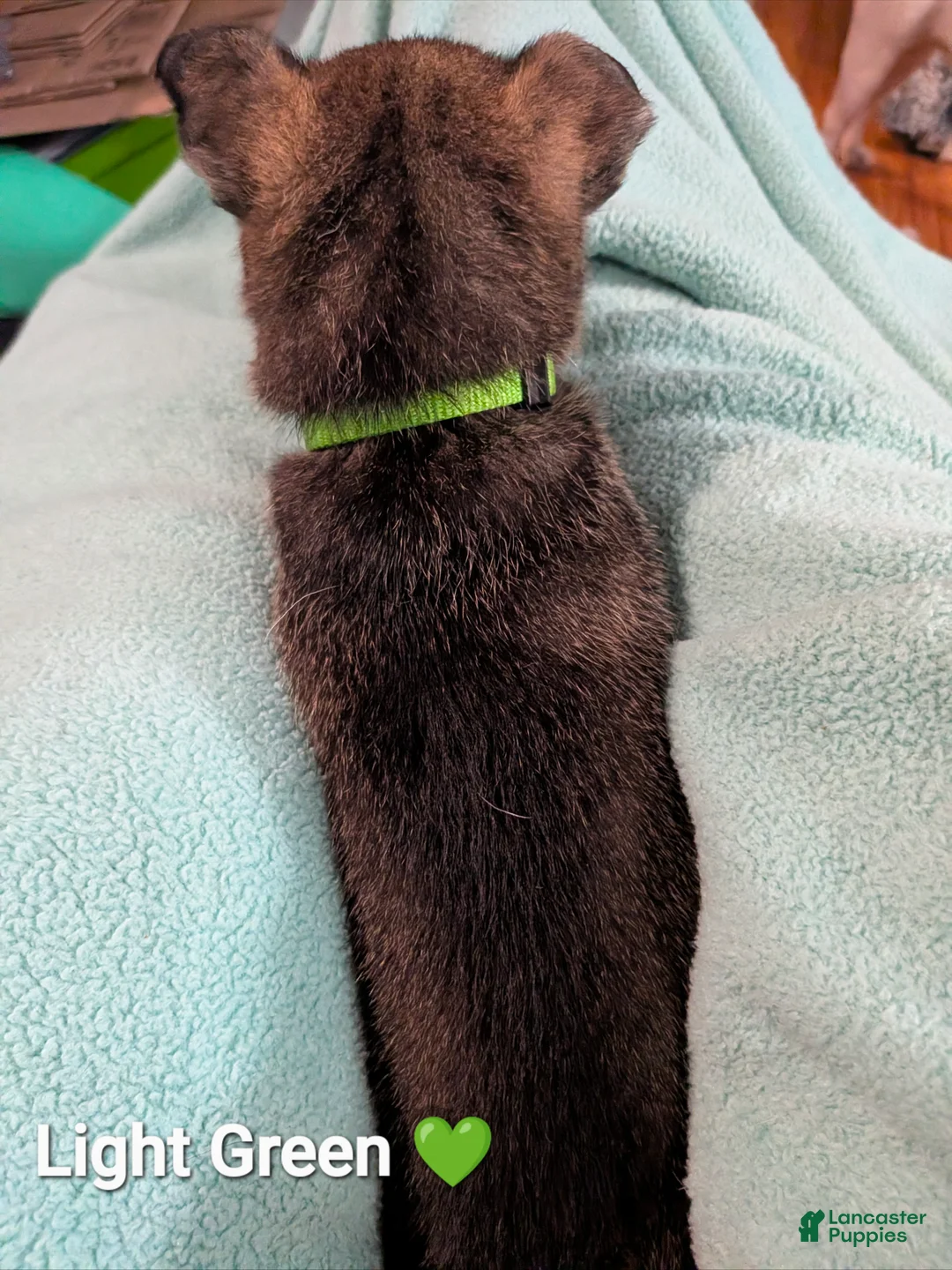 Mixed Breed dogs for sale: Light Green collar  - Ad 2