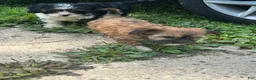 Teddy Bear dogs for sale: Lily  - Ad 3