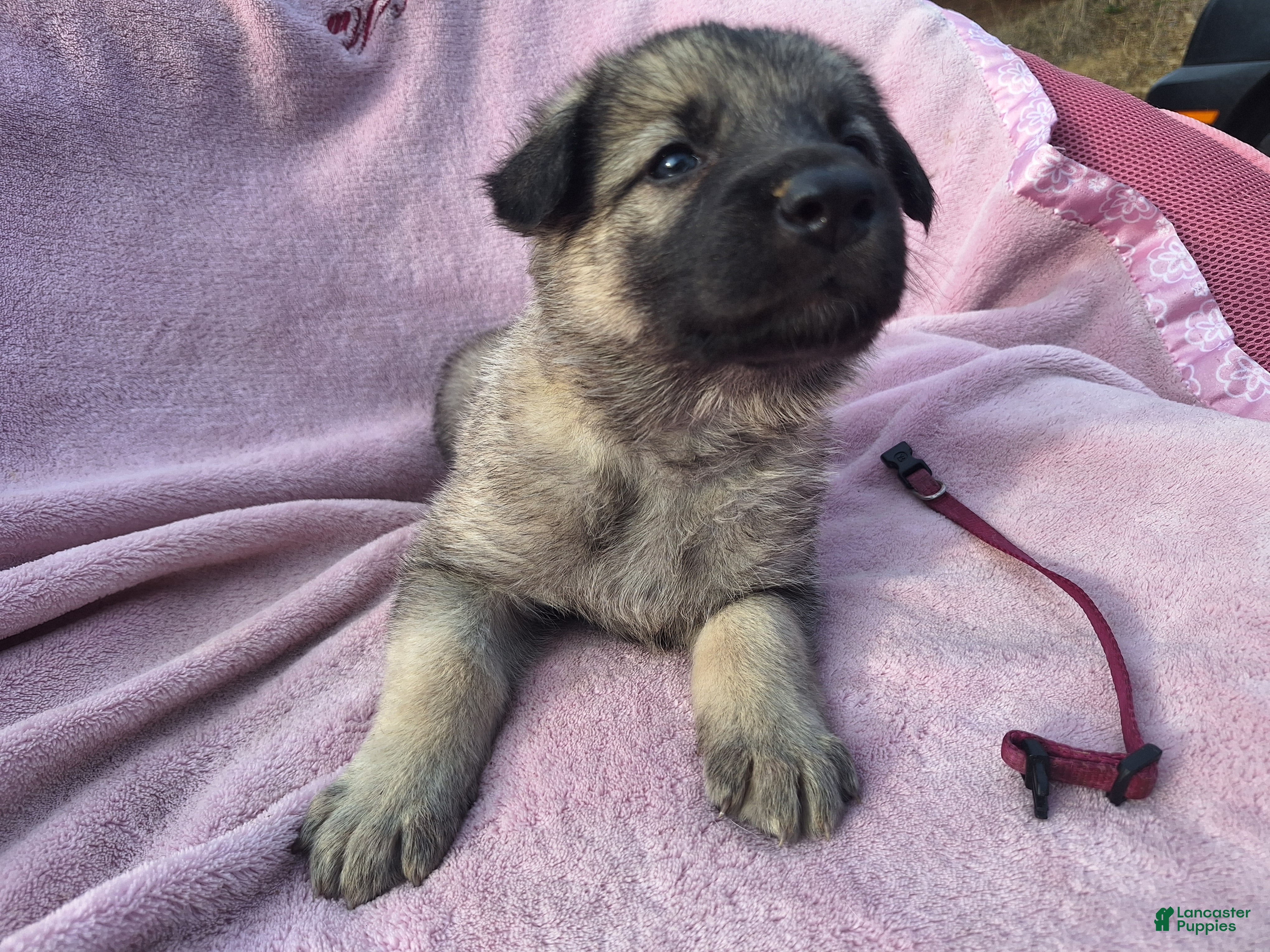 German Shepherd dogs Zophia  - Ad 1