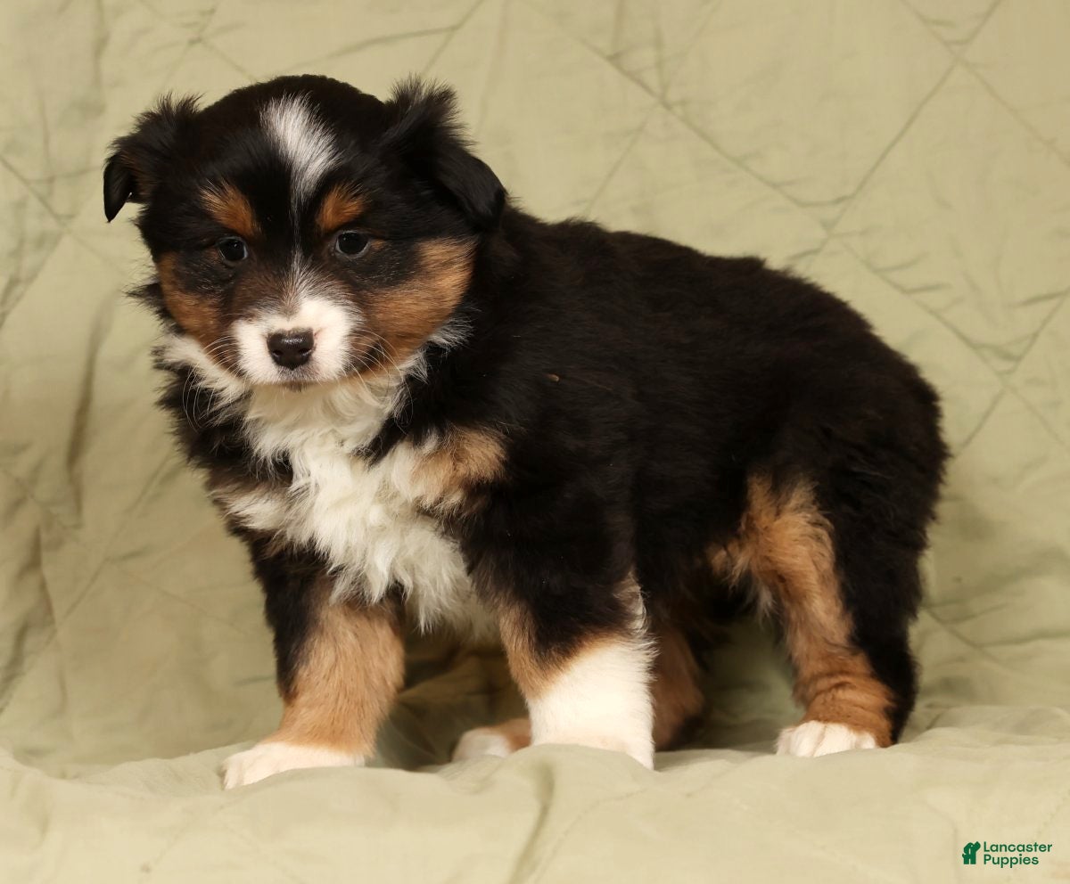 Miniature Australian Shepherd dogs Denise - Ad 2