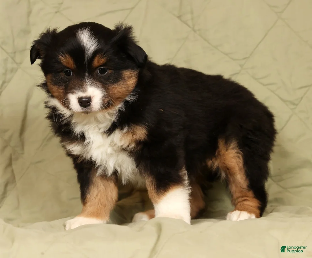 Miniature Australian Shepherd dogs for sale: Denise - Ad 2