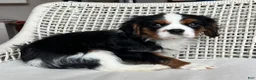 Cavalier King Charles Spaniel dogs for sale: Cavalier King Charles Spaniel Puppy 2 - Ad 3