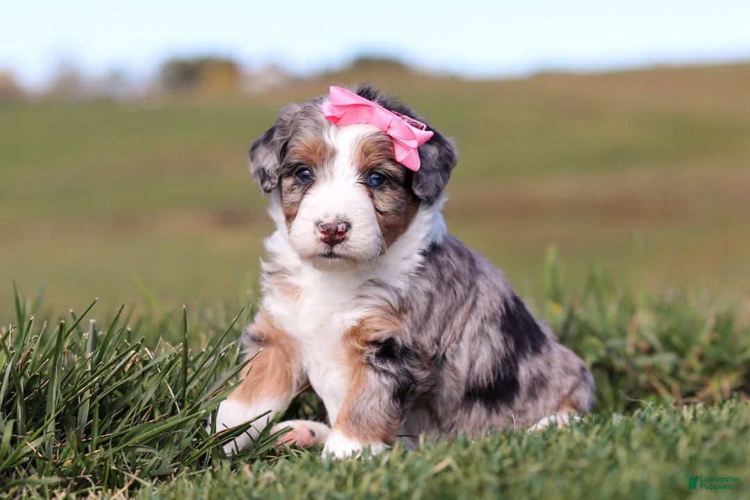 Mini Bernedoodle dogs for sale: Candy - Ad 1