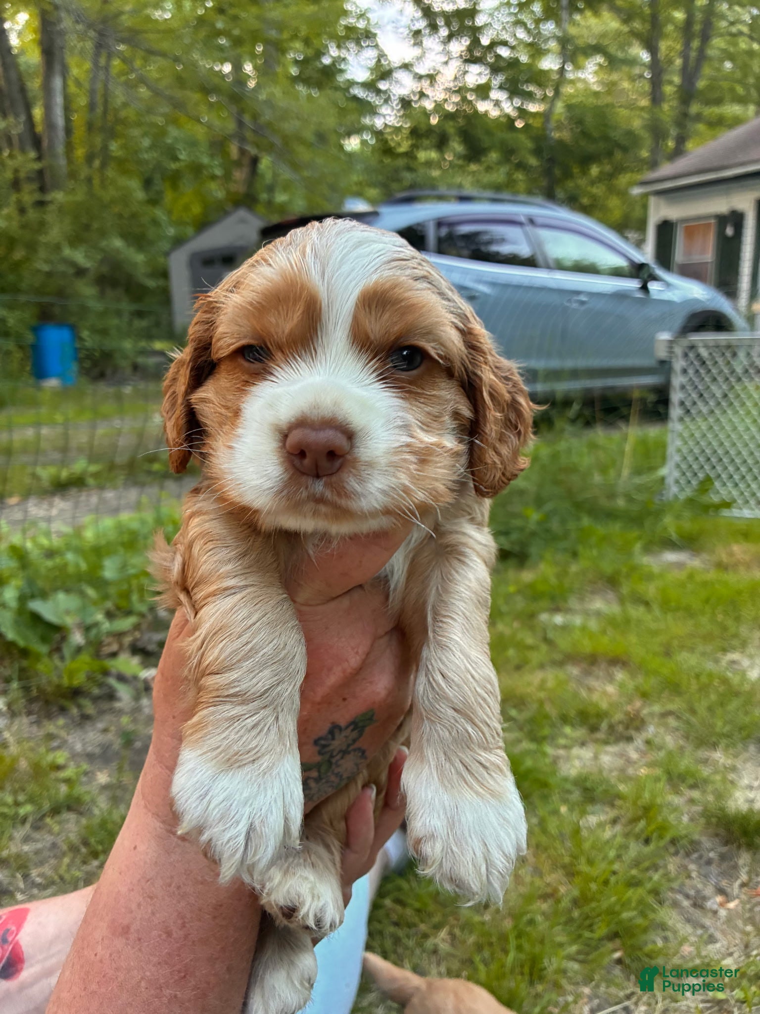 Cocker Spaniel dogs Frye - Ad 22