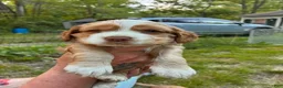 Cocker Spaniel dogs for sale: Frye - Ad 1