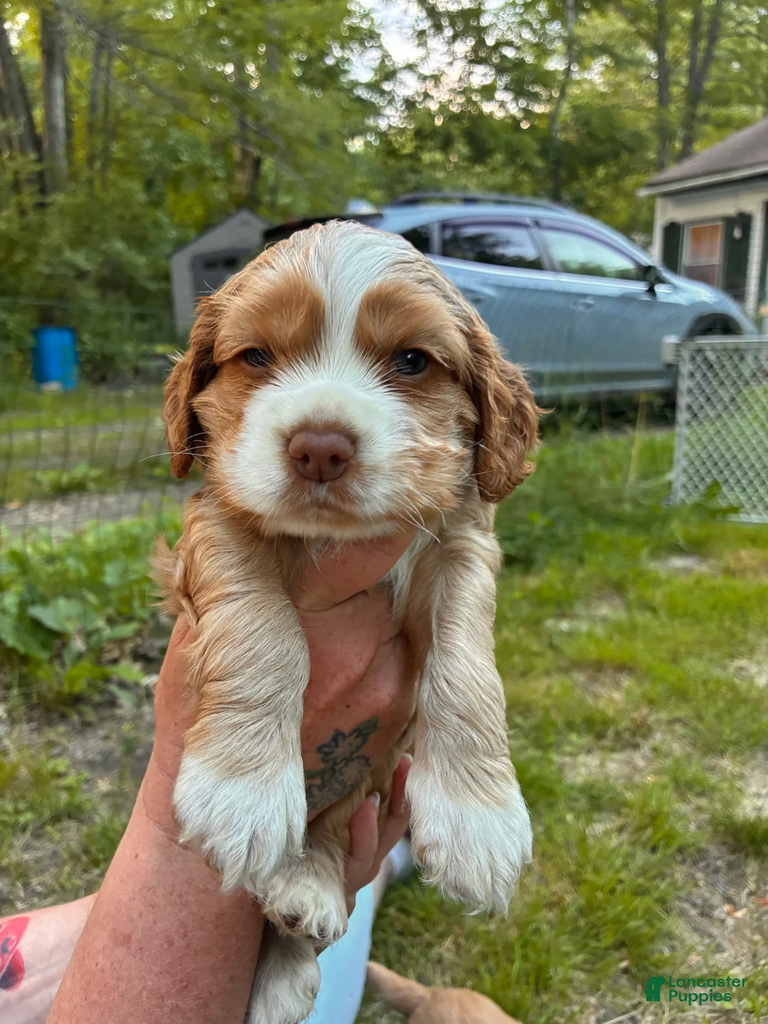 Cocker Spaniel dogs for sale: Frye - Ad 1