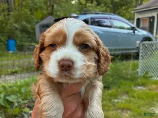 Cocker Spaniel dogs Frye - Ad 14