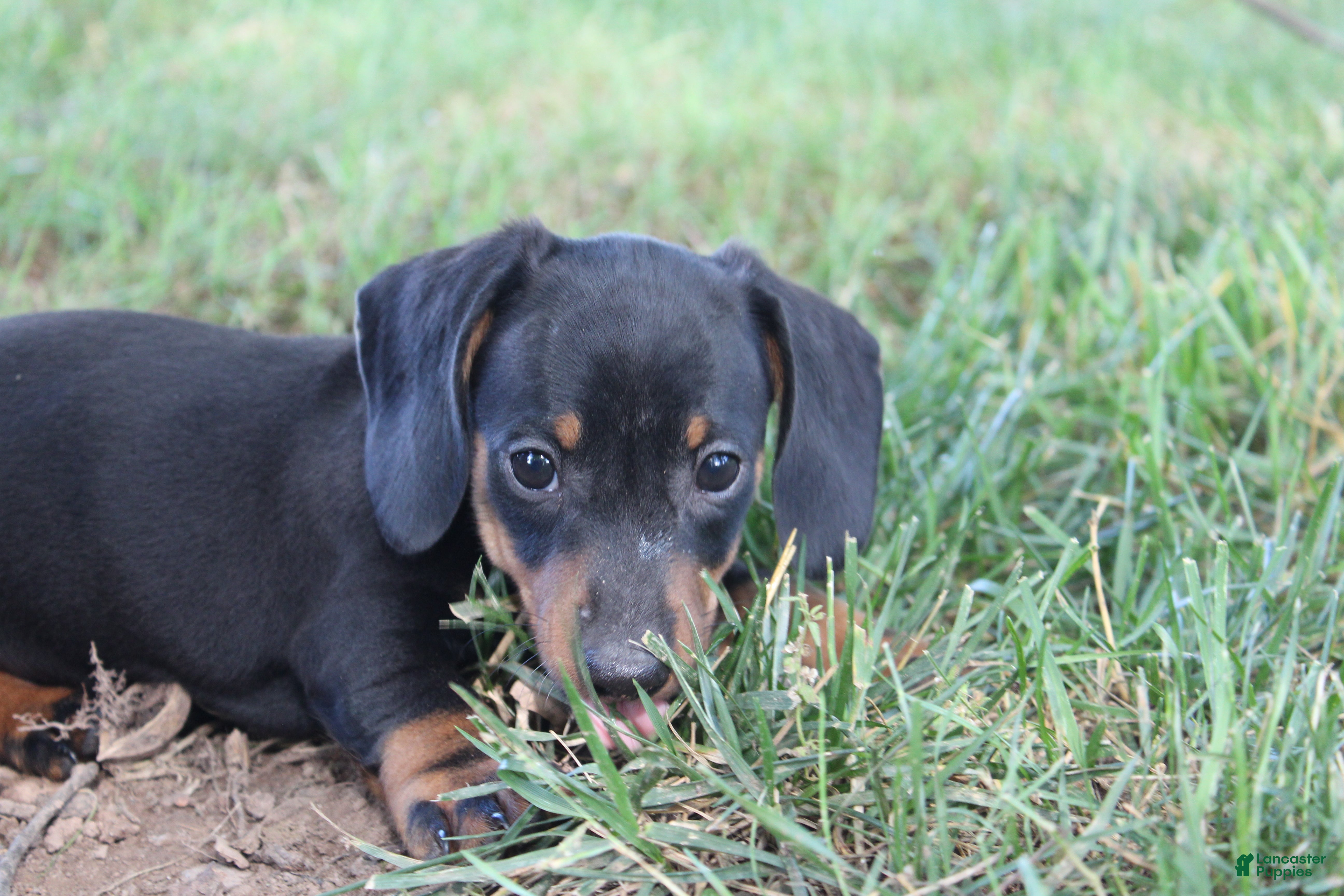 Miniature Dachshund dogs Charlie  - Ad 1