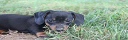 Miniature Dachshund dogs for sale: Charlie  - Ad 1