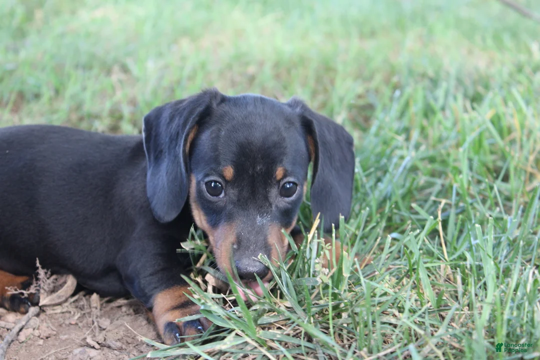 Miniature Dachshund dogs for sale: Charlie  - Ad 1