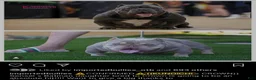 American Bully dogs for sale: Krillin - Ad 29