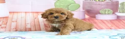 Mini Goldendoodle dogs for sale: Princess - Ad 4