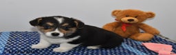 Welsh Corgi Pembroke dogs for sale: Maverick - Ad 4