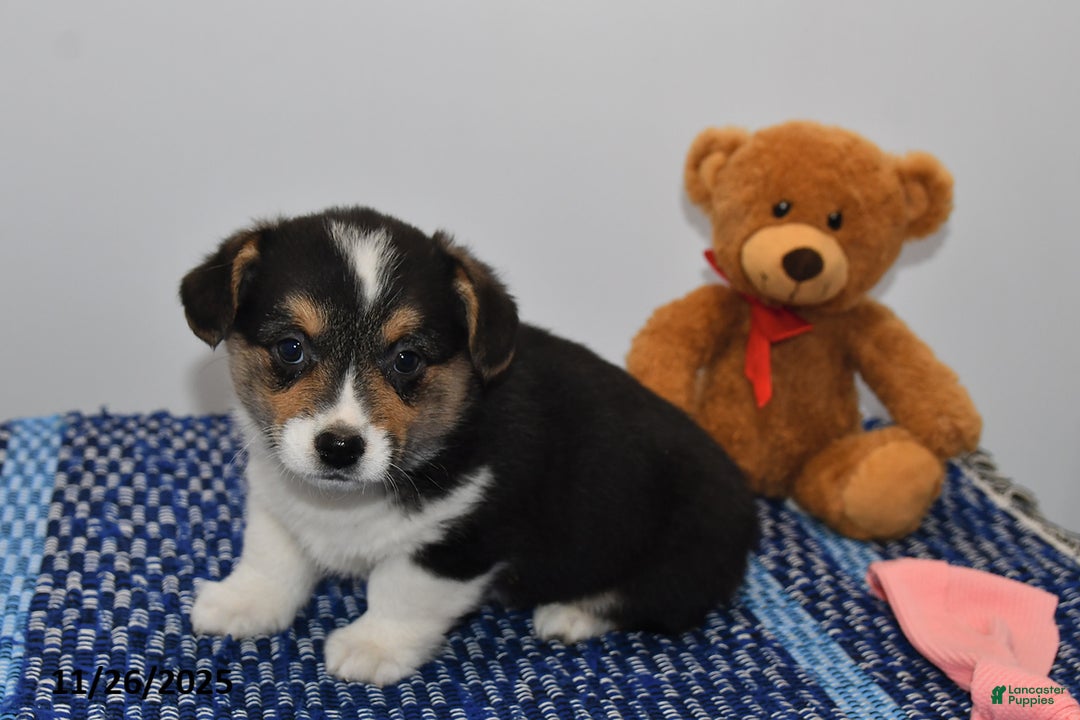 Welsh Corgi Pembroke dogs for sale: Maverick - Ad 4