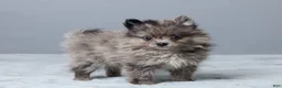 Pomeranian dogs for sale: Leo - Ad 4