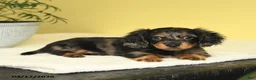 Miniature Dachshund dogs for sale: Justin - Ad 3