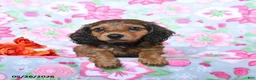Miniature Dachshund dogs for sale: Birch - Ad 2