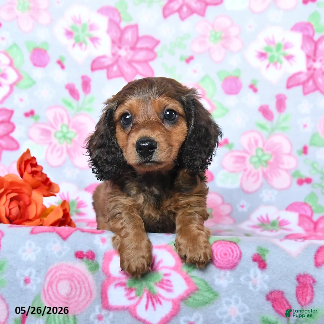 Miniature Dachshund dogs for sale: Birch - Ad 2