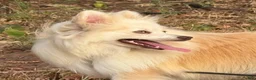 Pomsky dogs for sale: Andy - Ad 7